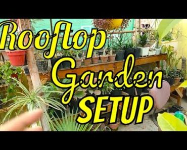 Want Rooftop Garden ? Rooftop Gardening Basic Information for All  Beginners