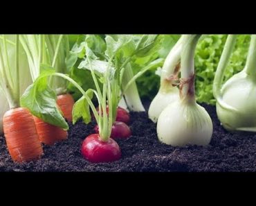How to Grow a Vegetable Garden from Kitchen Waste | Regrow Again and Again!!