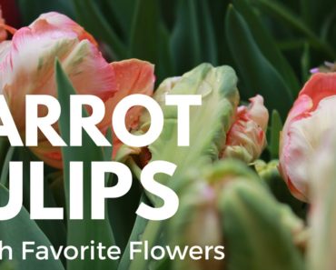 Growing Parrot Tulips as Cut Flowers Growing Flowers Gardening for Beginners Cut Flower Farm Easy