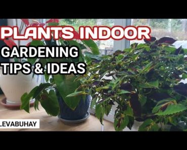 PLANTS/FLOWERS INDOOR | COLEUS | BASIL| GARDEN TIPS & IDEAS | LEVABUHAY