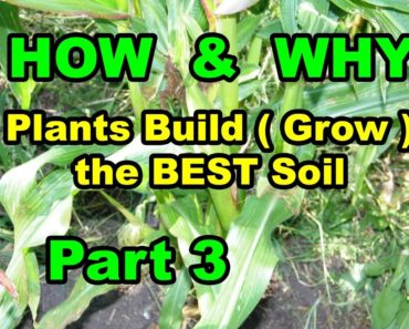 HOW & WHY Plants Build ( Grow ) the BEST SOIL in Vegetable Gardens for beginners Series 101. Part 3