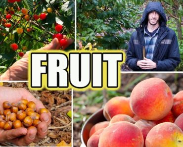 8 Tips For Growing FRUIT TREES! Organic Gardening