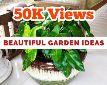 Beautiful Garden ideas/Malayalam/Salu koshy/Indoor plants/Plant collection/Kochi/hanging plants/