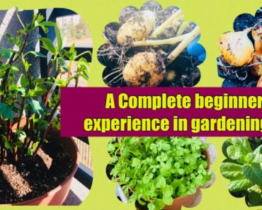 Gardening for Beginners ( Telugu)/Lockdown harvest/ Beginners Gardeners Experience