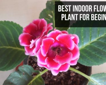 Best Indoor Flowering Plant for Beginners | Grows Under Shade | e URBAN ORGANIC GARDEN