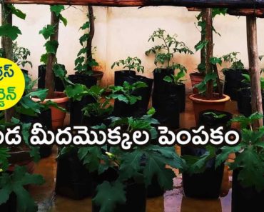 Terrace Vegetable Garden  in Telugu – మేడ మీద మొక్కల పెంపకం