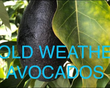 GROW COLD HARDY AVOCADO TREES ? Beginner Tips ? #1 YELLOW LEAVES IN WINTER- FERTILIZER DEFICIENCY