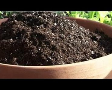 Indoor Gardening Tips : How Do I Sterilize a House Plant's Potting Soil?