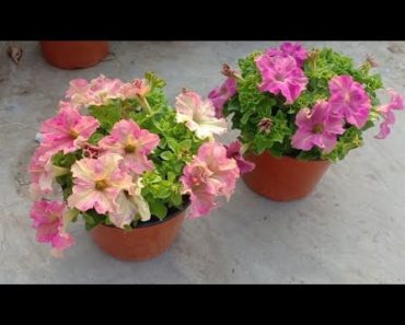 Petunia Flowers Growing Tips And Care In Hindi || How To Grow Petunias 2020