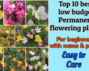 10 Best low budget permanent flowering plants for beginners, with names & care