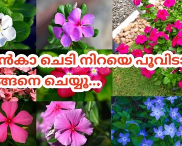 How to grow and care Vinca Rosea/Periwinkle/Tips for Maximum Flowers/Vinca propogation/Salu koshy