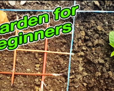 Organic gardening for beginners | Square foot gardening method that saves space and time
