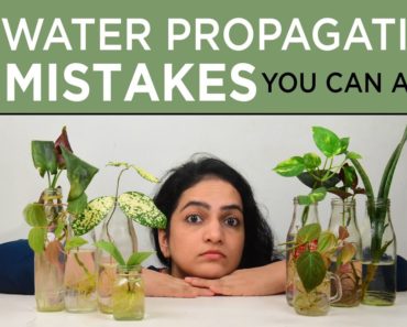 7 Water propagation mistakes you should avoid | Indoor gardening | Plant care