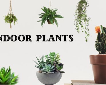 Style your Home with Indoor Gardening | | Air Purifying Plants || Tips To Maintain