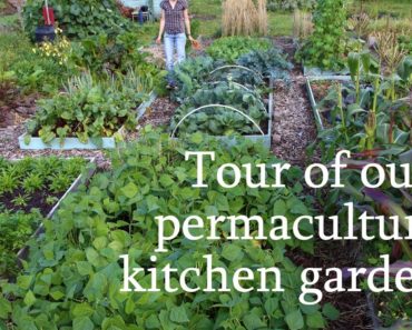 Tour of our permaculture kitchen garden
