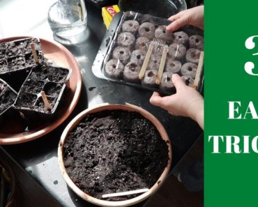 HOW TO START VEGETABLE GARDEN SEEDS INDOORS / Canadian Gardening That Saves You Money!