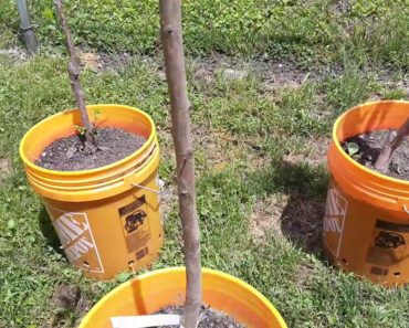 DOLLAR TREE GARDENING UPDATE! Gardening For Beginners 2020 – Gladiolus Flowers- Flower Rockets