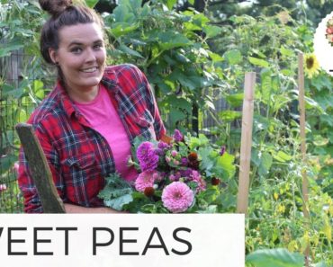 Talking about Sweet Peas Planting Hardy Annual Cut Flower Farm Gardening Beginners FRESHCUTKY