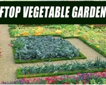 How To Make A Rooftop Vegetable Garden