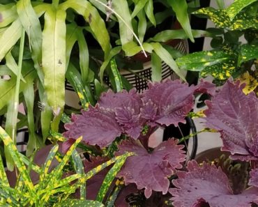 important tips for indoor garden/ houseplant lovers | My experience as a gardener | Basic garden tip