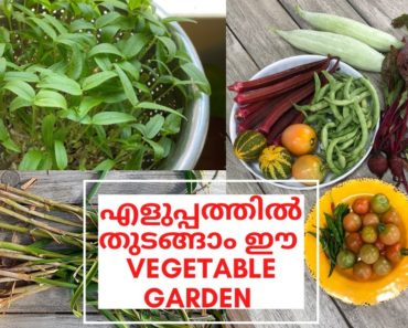 എളുപ്പത്തിൽ തുടങ്ങാം ഈ Vegetable Garden – How to Start a Vegetable Garden for Beginners in Malayalam