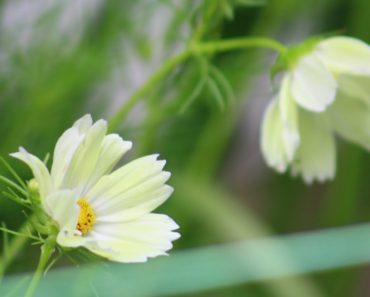 'Xanthos' Cosmos Growing Flowers from Seed Cut Flower Farm Gardening for Beginners Easy to Grow