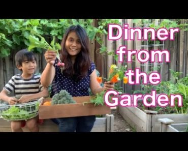 Dinner from the Backyard Garden | Harvest and Garden Tour | Vegetable Gardening for Beginners