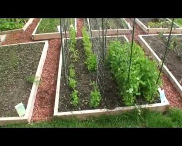 GreenFun: Beginner Vegetable Gardener in Ottawa Canada and his Garden Part I