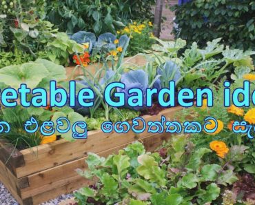 Beautiful home vegetable gardening ideas