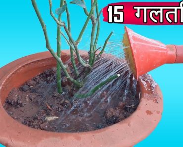 इन 15 गलतियां को मत करो और परिणाम देखें | Gardening Tips Hindi