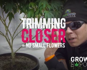 Trimming Closer: DON'T GROW SMALL FLOWERS – Growing Tips 03
