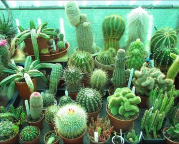 Top 5 Cactus Plants to Grow for Beginners