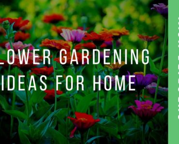 Flower gardening ideas for home | plant growing tips | plant care tips