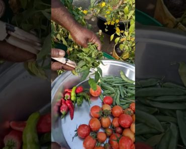 Small vegetable harvest|terrace garden harvest|gardening ideas|gardening tips by Gowrigarden telugu
