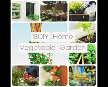 DIY Home Vegetable Garden | Home Vegetable Garden Ideas