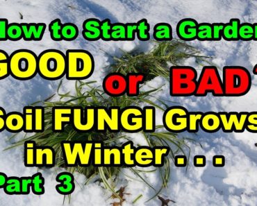 How to Start a Vegetable Garden or Food Forest for beginners with Composting Fall Leaves. Part 3