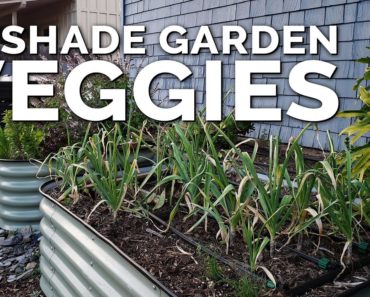 12 Perfect Vegetables To Grow in a Shady Garden Space