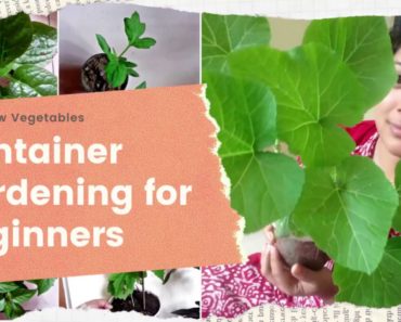 LET'S GROW VEGETABLE IN CONTAINER DURING LOCKDOWN,CONTAINER GARDENING FOR BEGINNERS || BLOOMING BEE