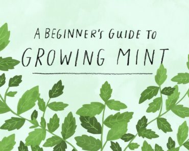 A Beginner's Guide to Growing Mint | Apartment Therapy