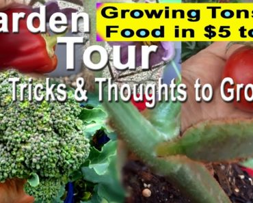 Vegetable Garden Tour TIPS Growing in $5 RAISED BED Container Gardening Pot Plants COMPOST in Place