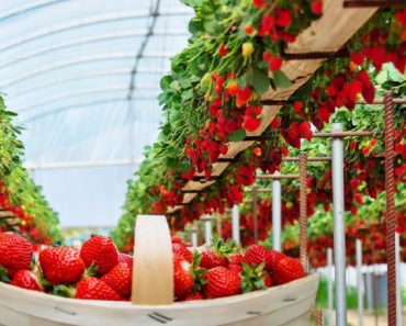 Excellent Hydroponic Strawberries Farming in Greenhouse and Satisfying Harvesting Process