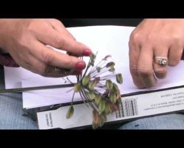 Gardening Tips : Collecting Seeds From Flowers