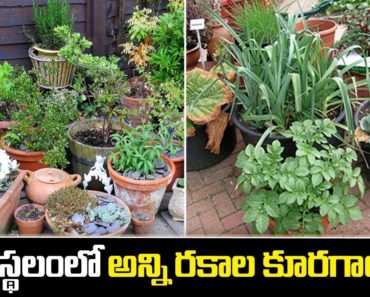 How to Grow all Vegetables Plants in Small Space || Gardening Ideas || SumanTV Tree