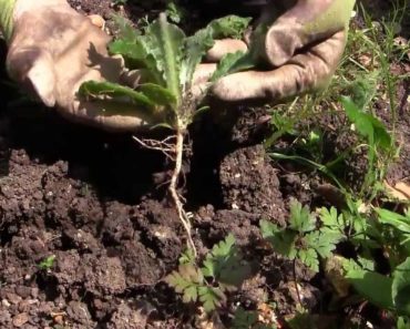 Easy Weeding – How to Get Rid of Weeds in Your Vegetable Garden