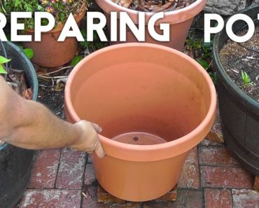 Get your Pots or Containers ready for planting!