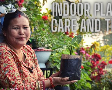 Indoor Plant Care and Tips I Indoor Plant in Nepal I Phul Ropne Tarika I Pabitra Garden