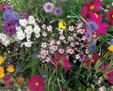How To Grow Beekeeper's Flower Mix