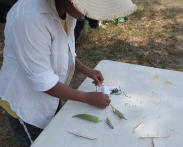 Harvesting okra seeds – Beginner Gardening