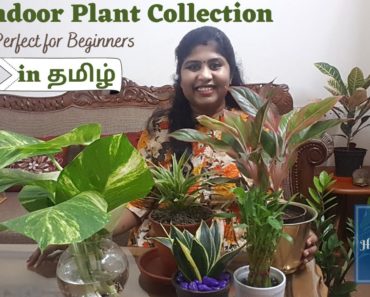my indoor plant collection in tamil | best indoor plants for beginners