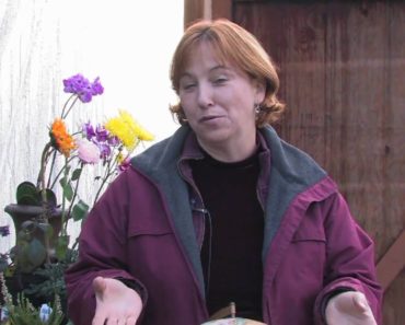 Gardening Tips & Flowers : How to Grow Canterbury Bells (Campanula Medium)
